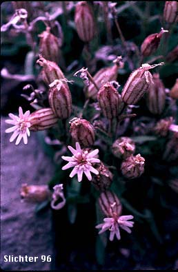 Suksdorf's Campion: Silene suksdorfii