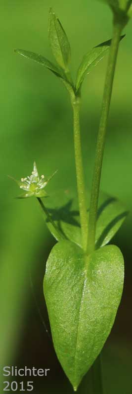 Crisp Starwort, Crisped Starwort, Curled Starwort: Stellaria crispa (Synonyms: Alsine crispa, Stellaria borealis var. crispa)