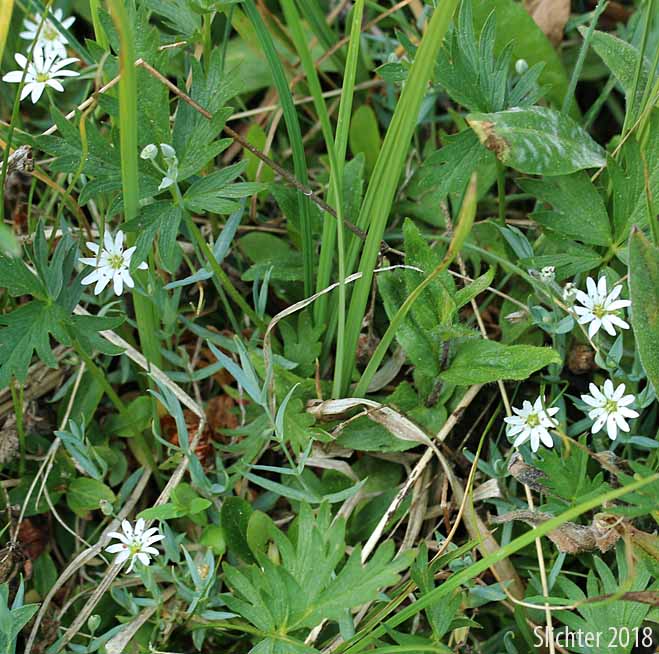 Goldie's Starwort, Longstalk Starwort, Long-stalked Starwort: Stellaria longipes ssp. longipes (Synonyms: Stellaria longipes var. altocaulis, Stellaria longipes var. laeta, Stellaria longipes var. longipes)