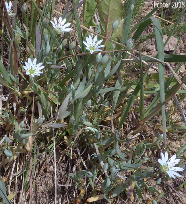 Goldie's Starwort, Longstalk Starwort, Long-stalked Starwort: Stellaria longipes ssp. longipes (Synonyms: Stellaria longipes var. altocaulis, Stellaria longipes var. laeta, Stellaria longipes var. longipes)