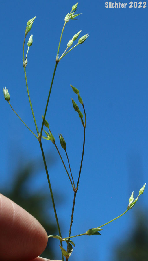 Shining Chickweed, Shiny Starwort: Stellaria nitens (Synonym: Stellaria praecox)