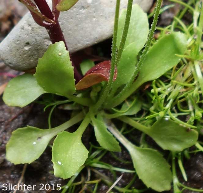 Basal leaves of Slender-stemmed Fairy Candelabra, Slender Rock Jasmine: Androsace filiformis (Synonym: Androsace capillaris)