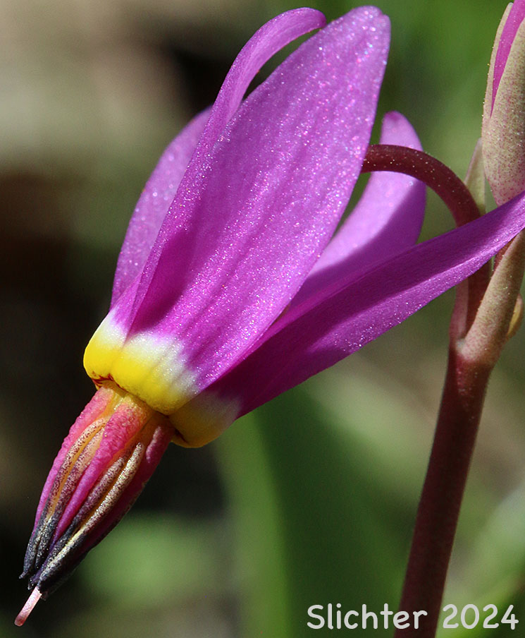 Flower of Bonneville Shooting Star, Desert Shooting Star, Slimpod Shooting Star: Dodecatheon conjugens (Synonyms: Dodecatheon conjugens ssp. conjugens, Dodecatheon conjugens ssp. leptophyllum, Dodecatheon conjugens var. conjugens, Dodecatheon conjugens ssp. viscidum, Dodecatheon conjugens var. conjugens, Dodecatheon conjugens var. viscidum)