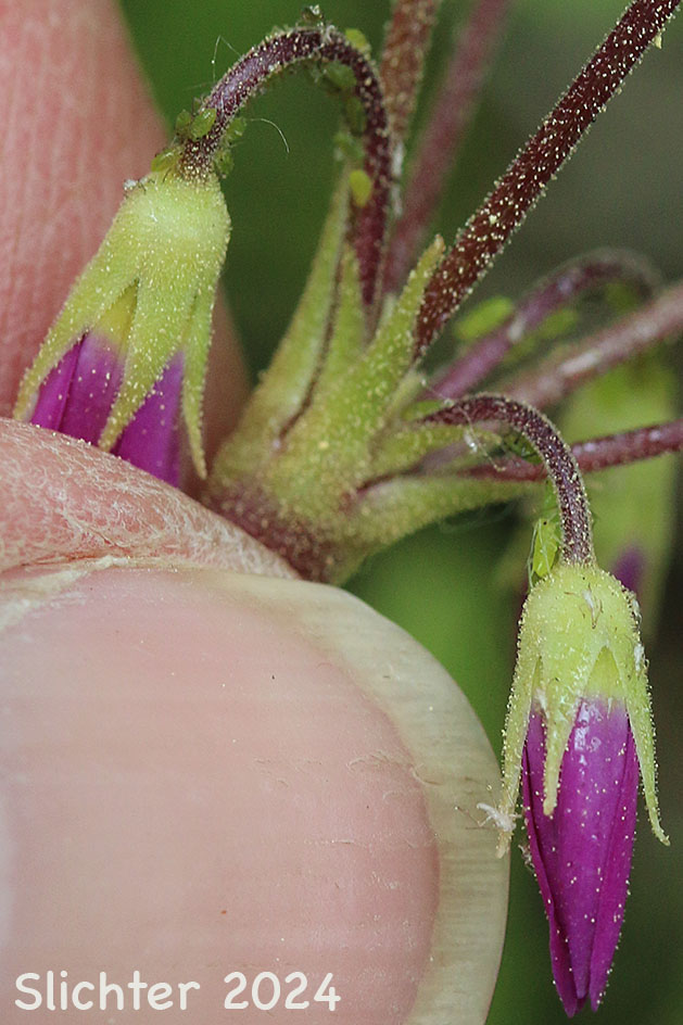 Poet's Shootingstar, Poet's Shooting Star, Narcissus Shooting Star: Dodecatheon poeticum (Synonym: Primula poetica)