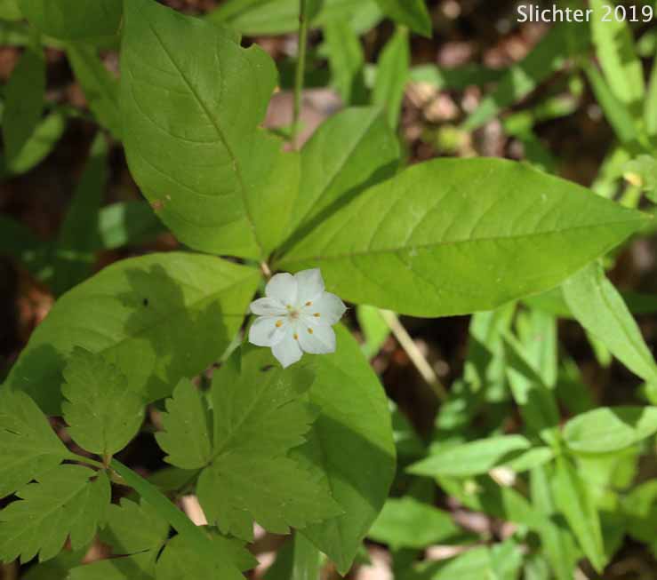 Broadleaf Starflower, Broad-leaved Starflower, Western Starflower: Lysimachia latifolia (Synonyms: Alsinanthemum europaeum var. latifolium, Trientalis borealis, Trientalis borealis ssp. latifolia, Trientalis europaea var. latifolia, Trentalis latifolia)