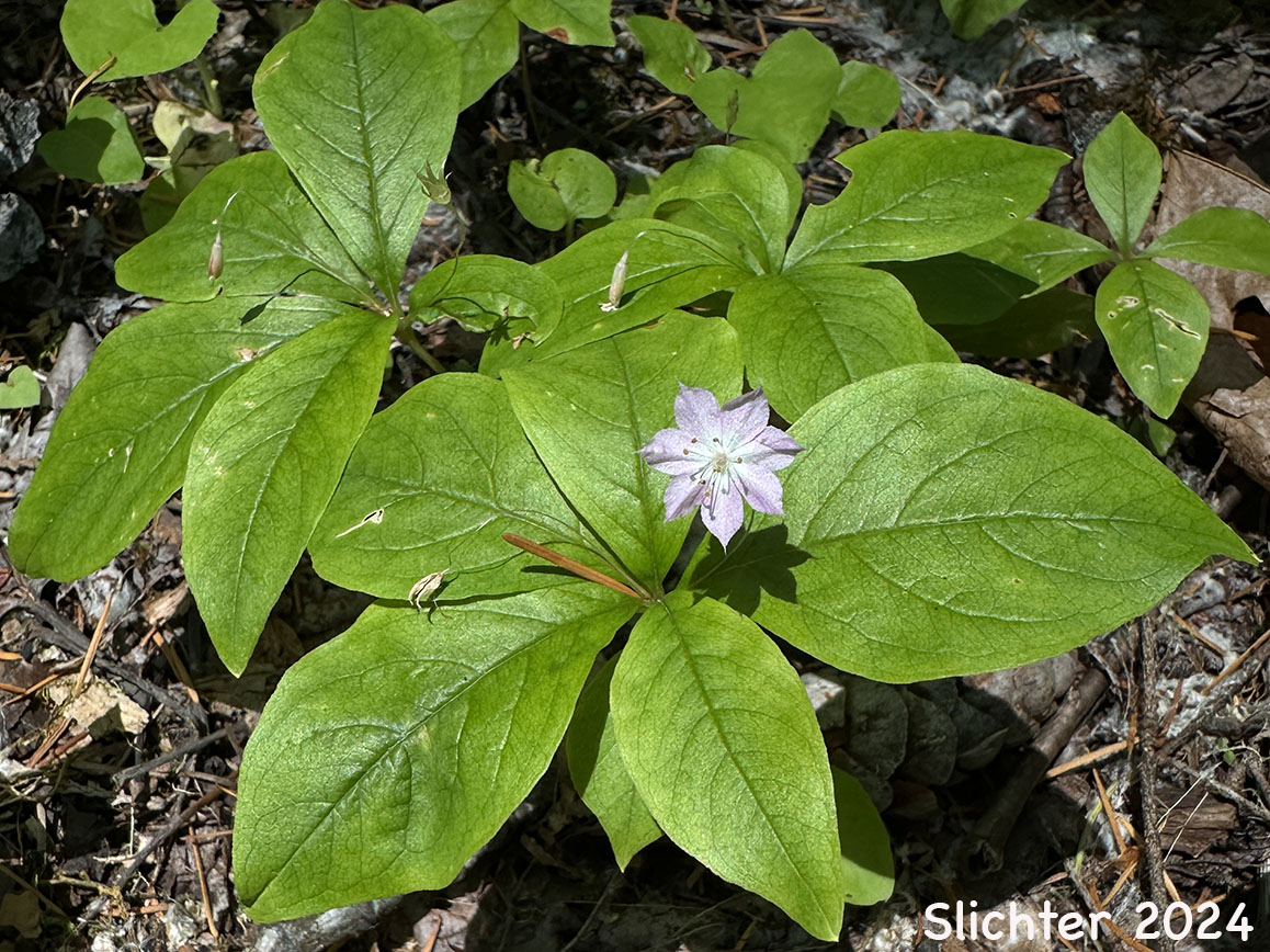 Broadleaf Starflower, Broad-leaved Starflower, Western Starflower: Lysimachia latifolia (Synonyms: Alsinanthemum europaeum var. latifolium, Trientalis borealis, Trientalis borealis ssp. latifolia, Trientalis europaea var. latifolia, Trentalis latifolia)