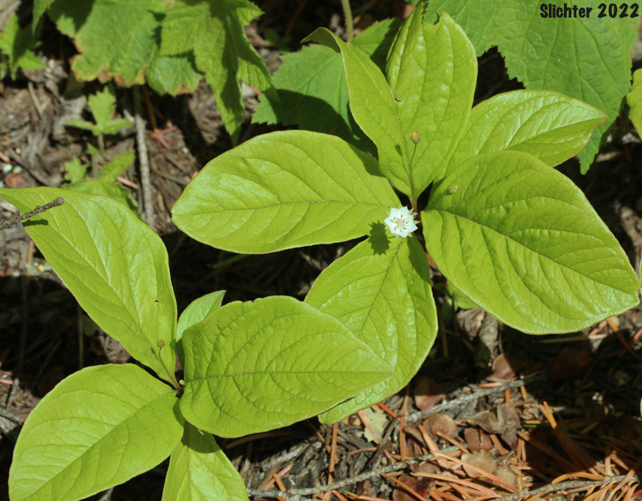 Broadleaf Starflower, Broad-leaved Starflower, Western Starflower: Lysimachia latifolia (Synonyms: Alsinanthemum europaeum var. latifolium, Trientalis borealis, Trientalis borealis ssp. latifolia, Trientalis europaea var. latifolia, Trentalis latifolia)