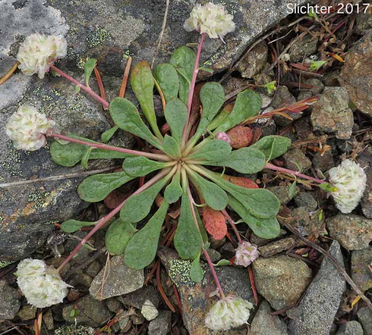 One-seeded Pussypaws: Calyptridium monospemrum (Synonym: Cistanthe monosperma)