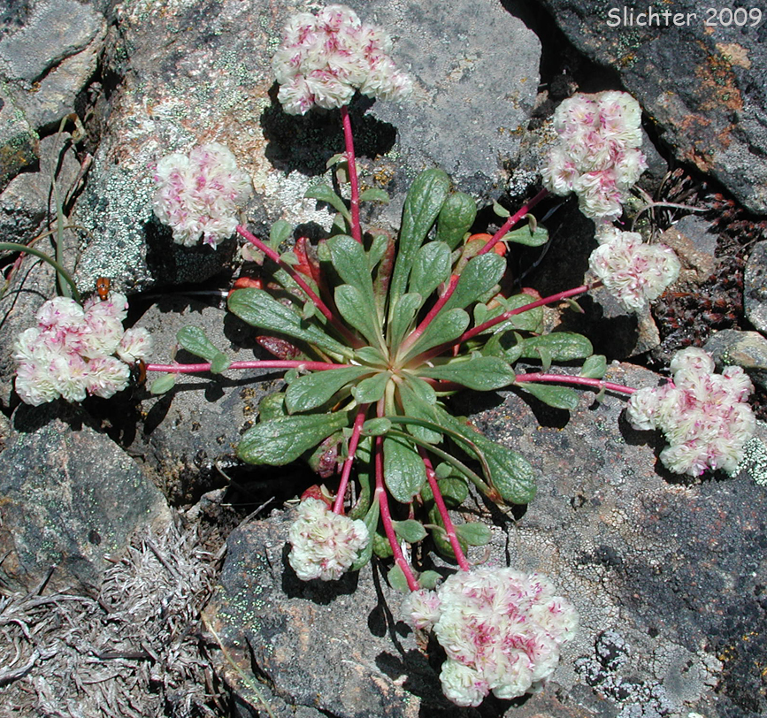 One-seeded Pussypaws: Calyptridium monospermum (Synonym: Cistanthe monosperma)