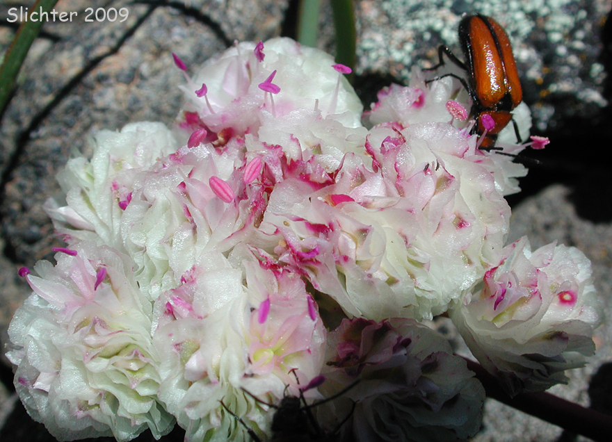 Inflorescence of One-seeded Pussypaws: Calyptridium monospermum (Synonym: Cistanthe monosperma)
