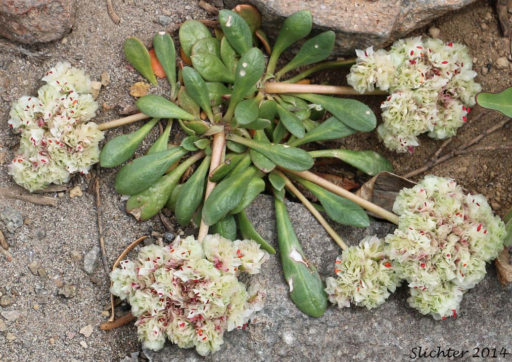 Pussypaws, Mt. Hood Pussypaws: Calyptridium umbellatum (Synonyms: Calyptridium umbellatum var. caudiciferum, Calyptridium umbellatum var. umbellatum, Cistanthe umbellata, Cistanthe umbellata var. caudicifera, Cistanthe umbellata var. umbellata, Cistanthe umbellatum, Spraguea umbellata, Spraguea umbellata var. caudicifera, Spraguea umbellata var. umbellata)