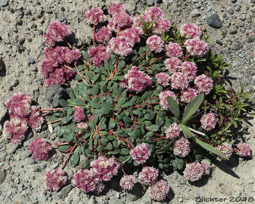 Pussypaws, Mt. Hood Pussypaws: Calyptridium umbellatum (Synonyms: Calyptridium umbellatum var. caudiciferum, Calyptridium umbellatum var. umbellatum, Cistanthe umbellata, Cistanthe umbellata var. caudicifera, Cistanthe umbellata var. umbellata, Cistanthe umbellatum, Spraguea umbellata, Spraguea umbellata var. caudicifera, Spraguea umbellata var. umbellata)