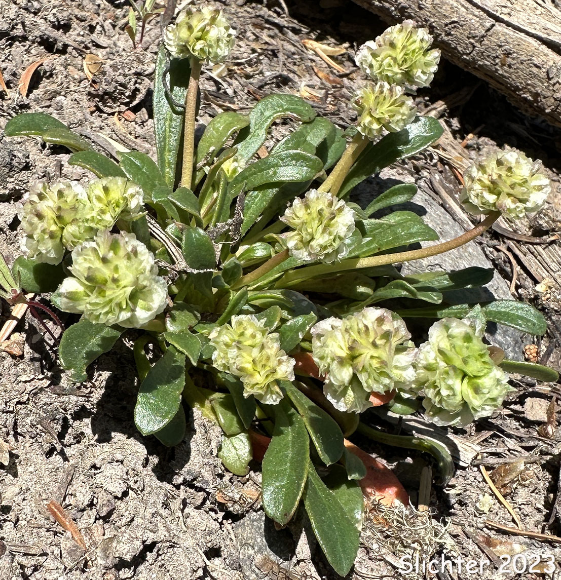 Pussypaws, Mt. Hood Pussypaws: Calyptridium umbellatum (Synonyms: Calyptridium umbellatum var. caudiciferum, Calyptridium umbellatum var. umbellatum, Cistanthe umbellata, Cistanthe umbellata var. caudicifera, Cistanthe umbellata var. umbellata, Cistanthe umbellatum, Spraguea umbellata, Spraguea umbellata var. caudicifera, Spraguea umbellata var. umbellata)