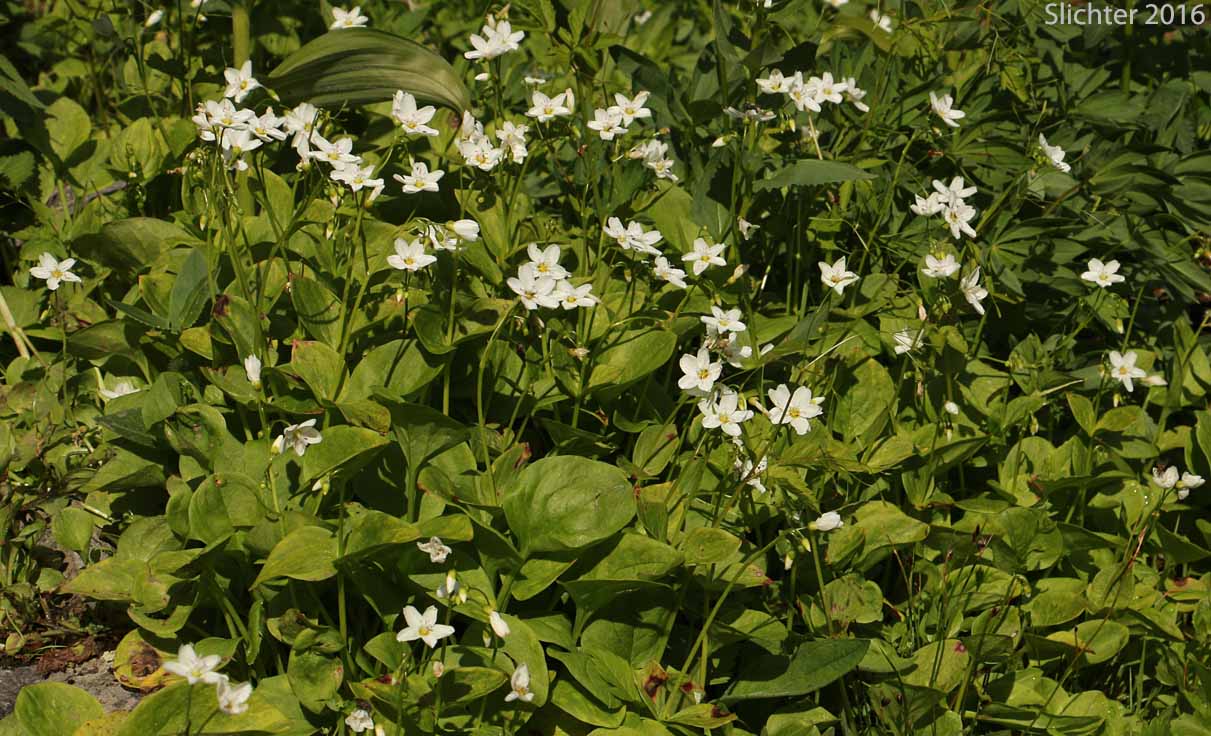 Broad-leaf Springbeauty, Broad-leaved Springbeauty, Heart-leaf Springbeauty, Broad-leaf Montia: Claytonia cordifolia (Synonyms: Claytonia sibirica var. cordifolia, Montia cordifolia)