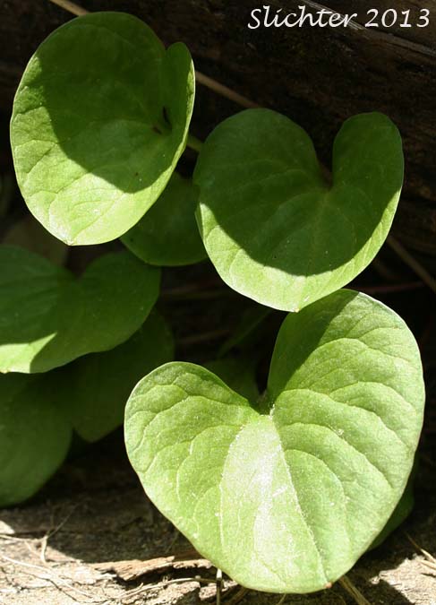 Basal leaves of Broad-leaf Springbeauty, Broad-leaved Springbeauty, Heart-leaf Springbeauty, Broad-leaf Montia: Claytonia cordifolia (Synonyms: Claytonia sibirica var. cordifolia, Montia cordifolia)