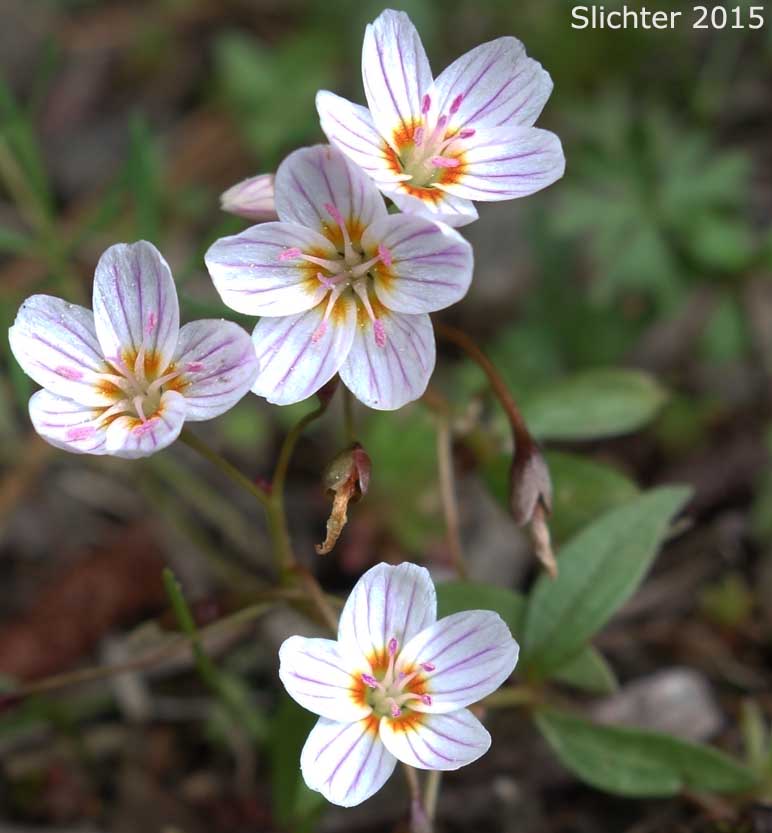 Western Spring Beauty, Lance-leaf Spring Beauty: Claytonia lanceolata (Synonyms: Claytonia caroliniana, Claytonia caroliniana var. piersonii, Claytonia lanceolata ssp. chrysantha, Clatonia lanceolata var. idahoensis, Claytonia lanceolata var. piersonii, Claytonia sessilifolia)