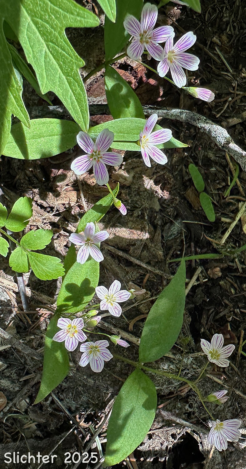 Western Spring Beauty, Lance-leaf Spring Beauty: Claytonia lanceolata (Synonyms: Claytonia caroliniana, Claytonia caroliniana var. piersonii, Claytonia lanceolata ssp. chrysantha, Clatonia lanceolata var. idahoensis, Claytonia lanceolata var. piersonii, Claytonia sessilifolia)