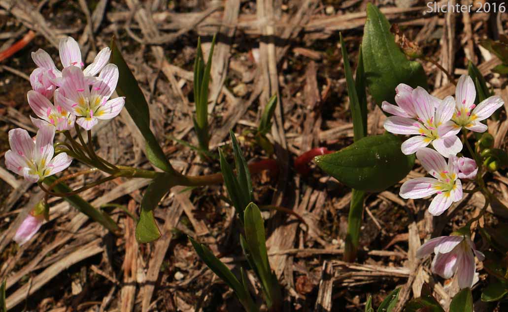 Western Spring Beauty, Lance-leaf Spring Beauty: Claytonia lanceolata (Synonyms: Claytonia caroliniana, Claytonia caroliniana var. piersonii, Claytonia lanceolata ssp. chrysantha, Clatonia lanceolata var. idahoensis, Claytonia lanceolata var. piersonii, Claytonia sessilifolia)