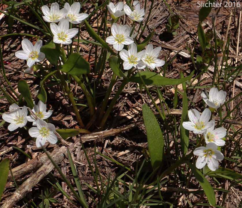 Western Spring Beauty, Lance-leaf Spring Beauty: Claytonia lanceolata (Synonyms: Claytonia caroliniana, Claytonia caroliniana var. piersonii, Claytonia lanceolata ssp. chrysantha, Clatonia lanceolata var. idahoensis, Claytonia lanceolata var. piersonii, Claytonia sessilifolia)