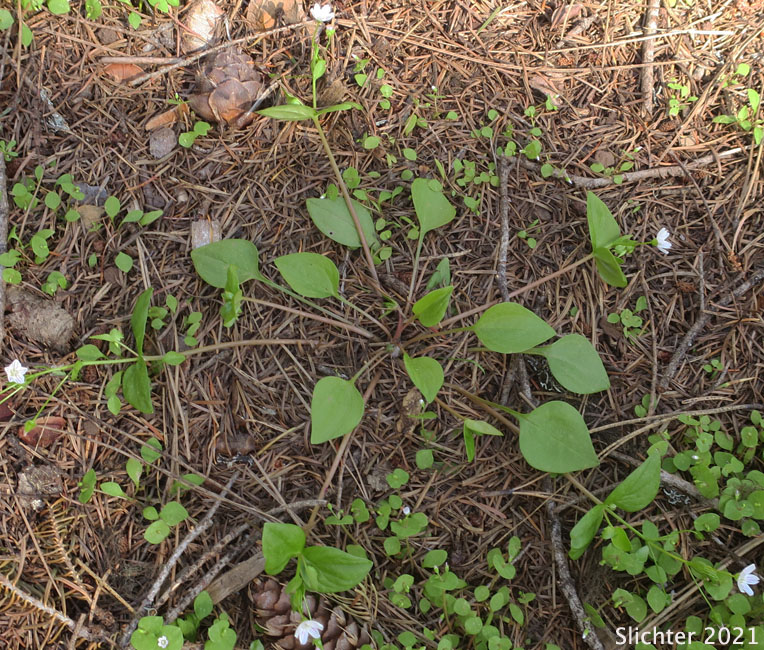 Candy Flower, Candyflower, Siberian Springbeauty: Claytonia sibirica (Synonyms: Claytonia heterophylla, Claytonia sibirica var. bulbifera, Claytonia sibirica ssp. sibirica, Montia heterophylla, Montia sibirica, Montia sibirica var. bulbifera, Montia sibirica var. heterophylla, Montia sibirica var. sibirica)