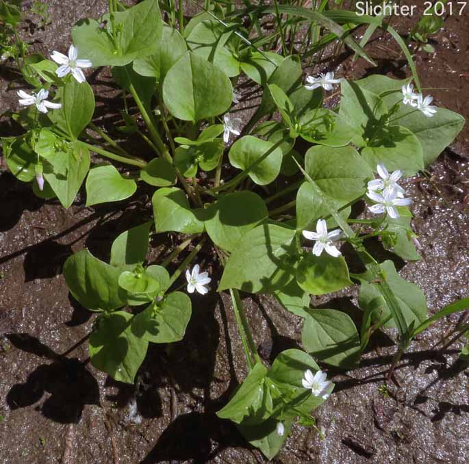 Candy Flower, Candyflower, Siberian Springbeauty: Claytonia sibirica (Synonyms: Claytonia heterophylla, Claytonia sibirica var. bulbifera, Claytonia sibirica ssp. sibirica, Montia heterophylla, Montia sibirica, Montia sibirica var. bulbifera, Montia sibirica var. heterophylla, Montia sibirica var. sibirica)