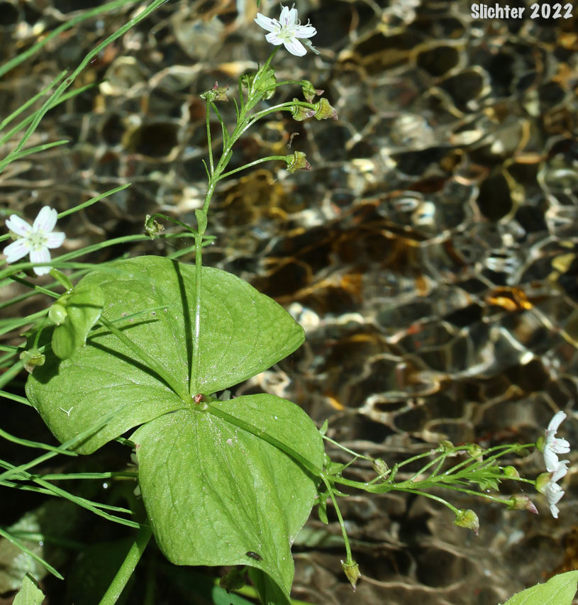 Candy Flower, Candyflower, Siberian Springbeauty: Claytonia sibirica (Synonyms: Claytonia heterophylla, Claytonia sibirica var. bulbifera, Claytonia sibirica ssp. sibirica, Montia heterophylla, Montia sibirica, Montia sibirica var. bulbifera, Montia sibirica var. heterophylla, Montia sibirica var. sibirica)