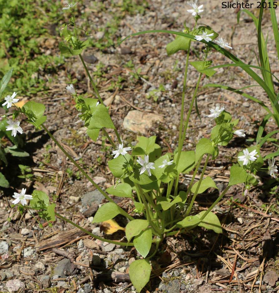 Candy Flower, Candyflower, Siberian Springbeauty: Claytonia sibirica (Synonyms: Claytonia heterophylla, Claytonia sibirica var. bulbifera, Claytonia sibirica ssp. sibirica, Montia heterophylla, Montia sibirica, Montia sibirica var. bulbifera, Montia sibirica var. heterophylla, Montia sibirica var. sibirica)