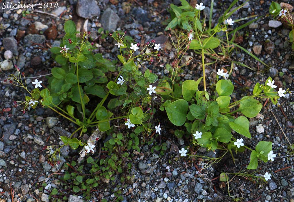 Candy Flower, Candyflower, Siberian Springbeauty: Claytonia sibirica (Synonyms: Claytonia heterophylla, Claytonia sibirica var. bulbifera, Claytonia sibirica ssp. sibirica, Montia heterophylla, Montia sibirica, Montia sibirica var. bulbifera, Montia sibirica var. heterophylla, Montia sibirica var. sibirica)