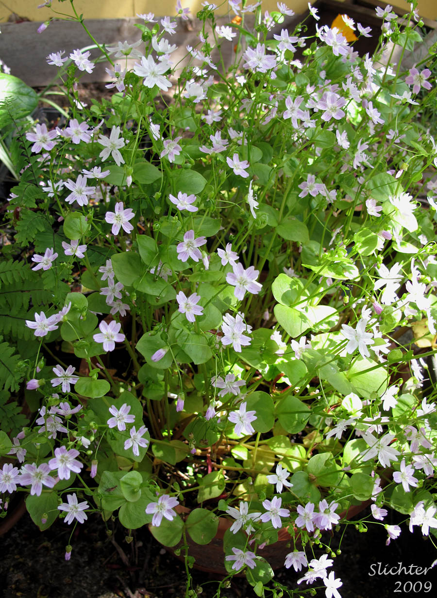 Candy Flower, Candyflower, Siberian Springbeauty: Claytonia sibirica (Synonyms: Claytonia heterophylla, Claytonia sibirica var. bulbifera, Claytonia sibirica ssp. sibirica, Montia heterophylla, Montia sibirica, Montia sibirica var. bulbifera, Montia sibirica var. heterophylla, Montia sibirica var. sibirica)