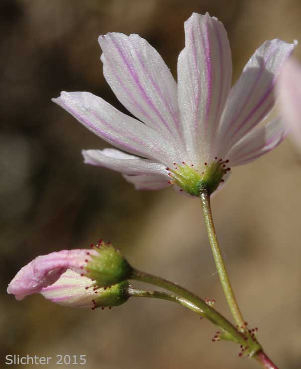 Petals and sepals of Columbia Lewisia, Rosy Lewisia: Lewisia columbiana var. rupicola (Synonyms: Lewisia columbiana ssp. rupicola, Lewisia rupicola)