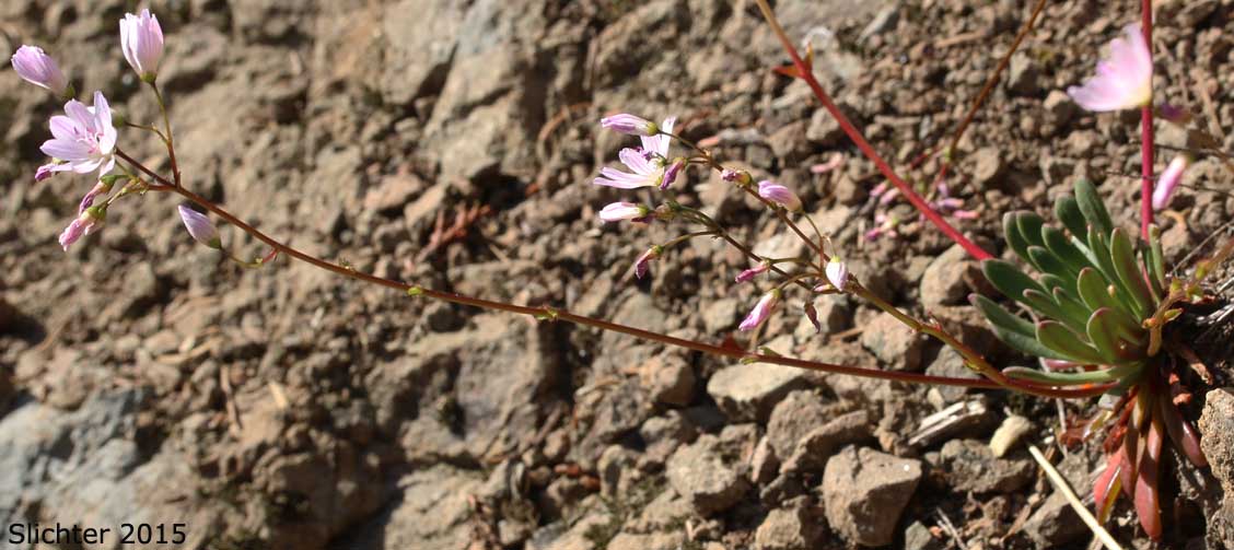 Columbia Lewisia, Rosy Lewisia: Lewisia columbiana var. rupicola (Synonyms: Lewisia columbiana ssp. rupicola, Lewisia rupicola)