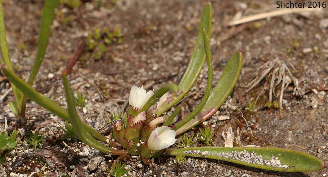 Alpine Lewisia, Alpine Bitter-root, Dwarf Lewisia, Pygmy Lewisia: Lewisia pygmaea (Synonyms: Calandrinia grayi, Calandrinia pygmaea, Lewisia exarticulata, Lewisia glandulosa, Lewisia minima, Lewisia pygmaea var. aridorum, Lewisia pygmaea var. pygmaea, Lewisia pygmaeum, Lewisia pygmaeum var. aridorum, Lewisia sierrae, Oreobroma aridorum, Oreobroma pygmaeum, Talinum pygmaeum)
