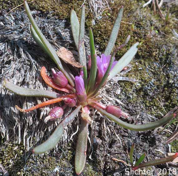 Alpine Lewisia, Alpine Bitter-root, Dwarf Lewisia, Pygmy Lewisia: Lewisia pygmaea (Synonyms: Calandrinia grayi, Calandrinia pygmaea, Lewisia exarticulata, Lewisia glandulosa, Lewisia minima, Lewisia pygmaea var. aridorum, Lewisia pygmaea var. pygmaea, Lewisia pygmaeum, Lewisia pygmaeum var. aridorum, Lewisia sierrae, Oreobroma aridorum, Oreobroma pygmaeum, Talinum pygmaeum)