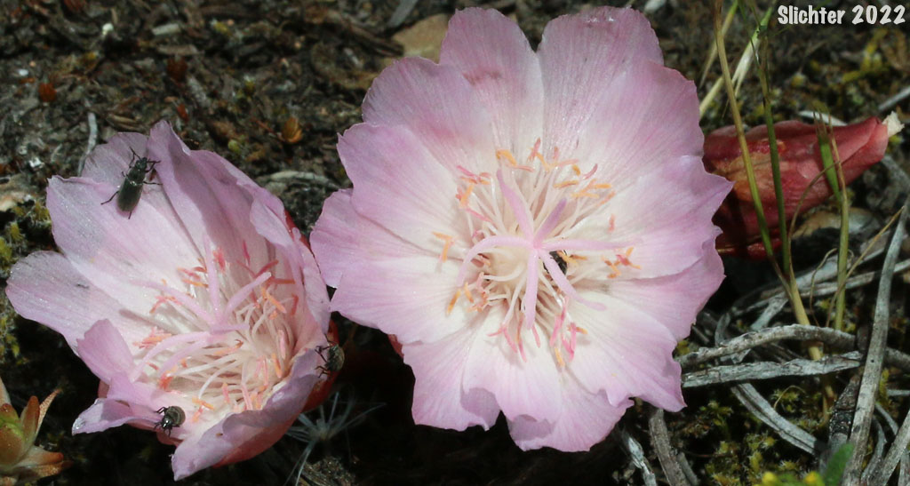 Bitterroot, Bitter-root, Resurrection Flower: Lewisia rediviva (Synonym: Lewisia alba)