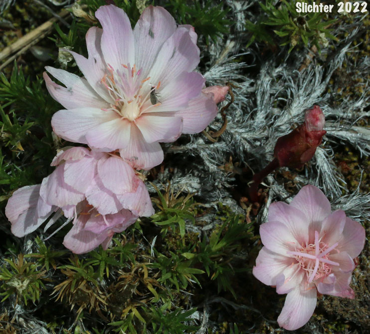 Bitterroot, Bitter-root, Resurrection Flower: Lewisia rediviva (Synonym: Lewisia alba)