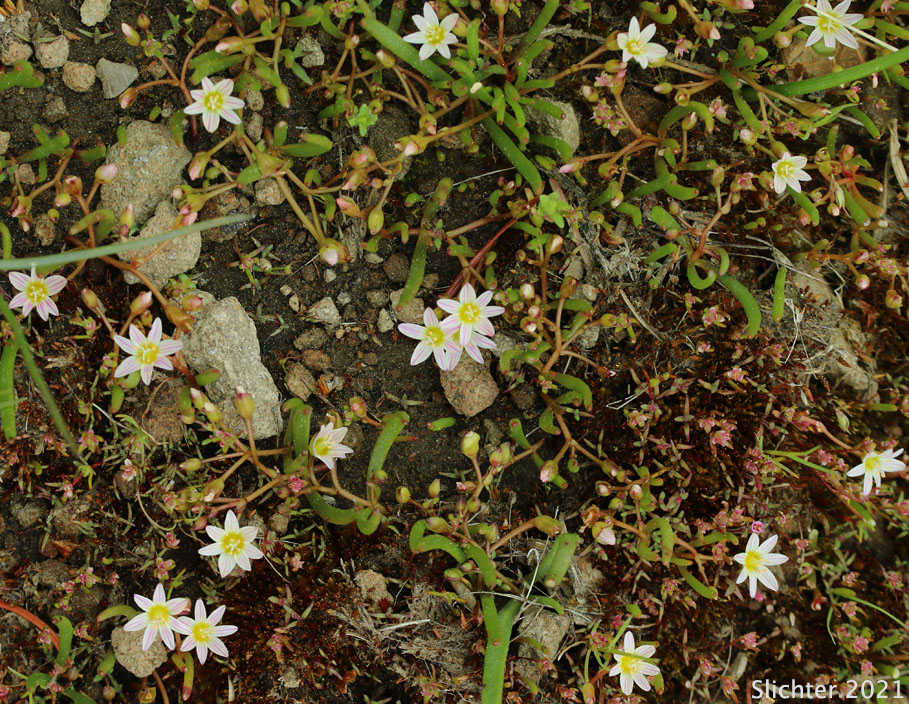 Threeleaf Lewisia, Three-leaf Lewisia, Three-leaf Bitter-root: Lewisia triphylla (Synonyms: Claytonia triphylla, Erocallis triphylla, Oreobroma triphylla)