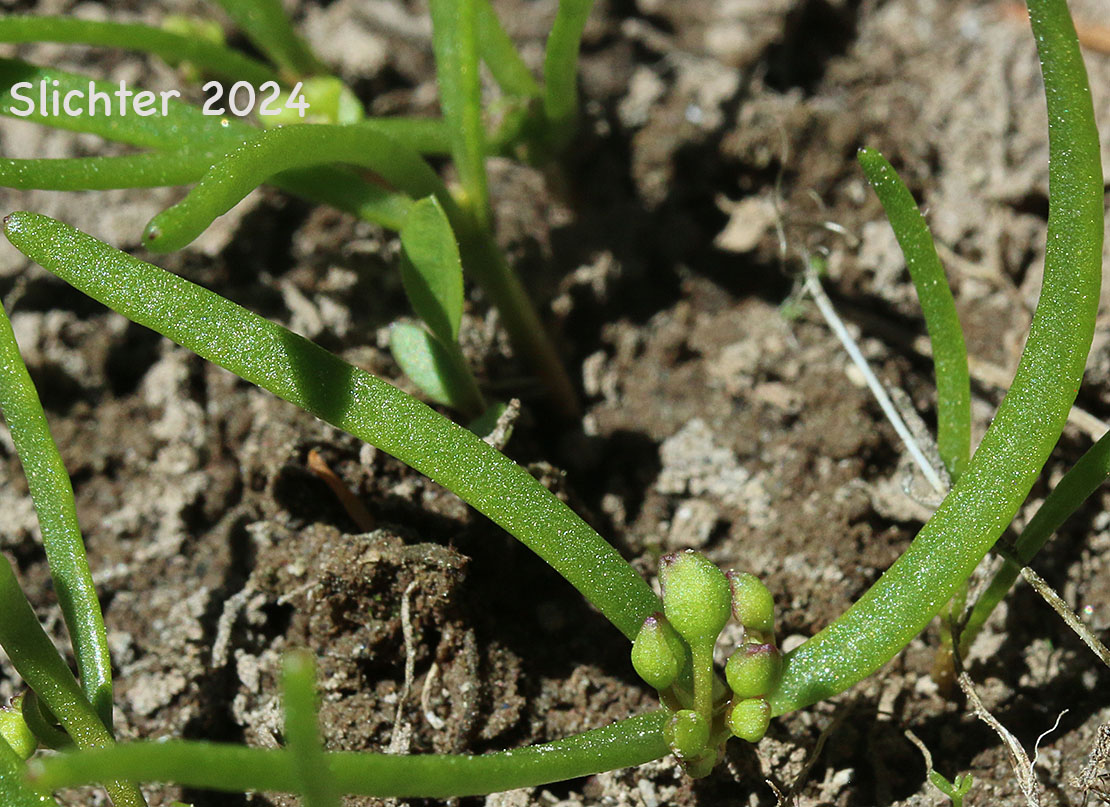 Threeleaf Lewisia, Three-leaf Lewisia, Three-leaf Bitter-root: Lewisia triphylla (Synonyms: Claytonia triphylla, Erocallis triphylla, Oreobroma triphylla)