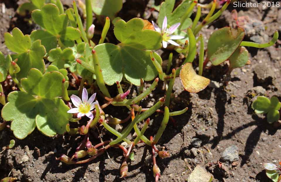 Threeleaf Lewisia, Three-leaf Lewisia, Three-leaf Bitter-root: Lewisia triphylla (Synonyms: Claytonia triphylla, Erocallis triphylla, Oreobroma triphylla)