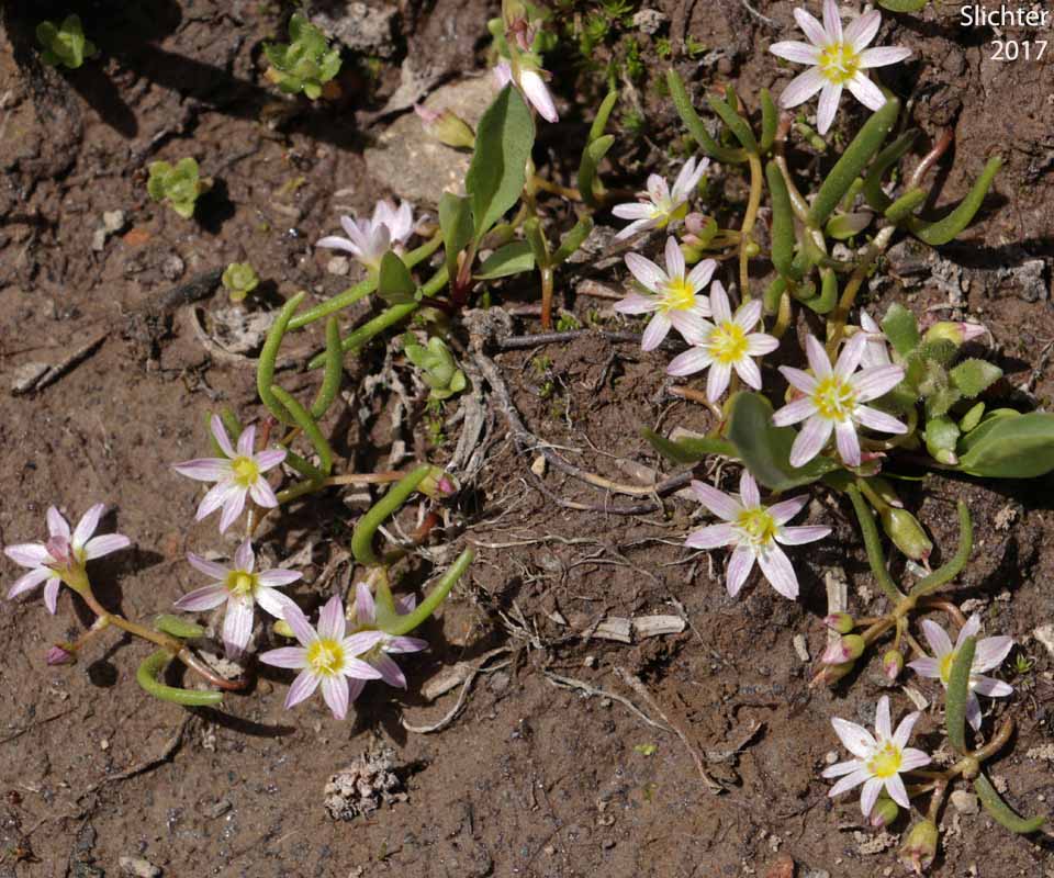 Threeleaf Lewisia, Three-leaf Lewisia, Three-leaf Bitter-root: Lewisia triphylla (Synonyms: Claytonia triphylla, Erocallis triphylla, Oreobroma triphylla)