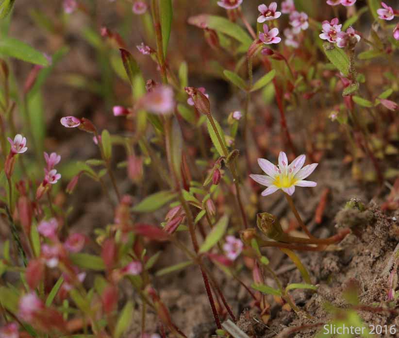 Threeleaf Lewisia, Three-leaf Lewisia, Three-leaf Bitter-root: Lewisia triphylla (Synonyms: Claytonia triphylla, Erocallis triphylla, Oreobroma triphylla)