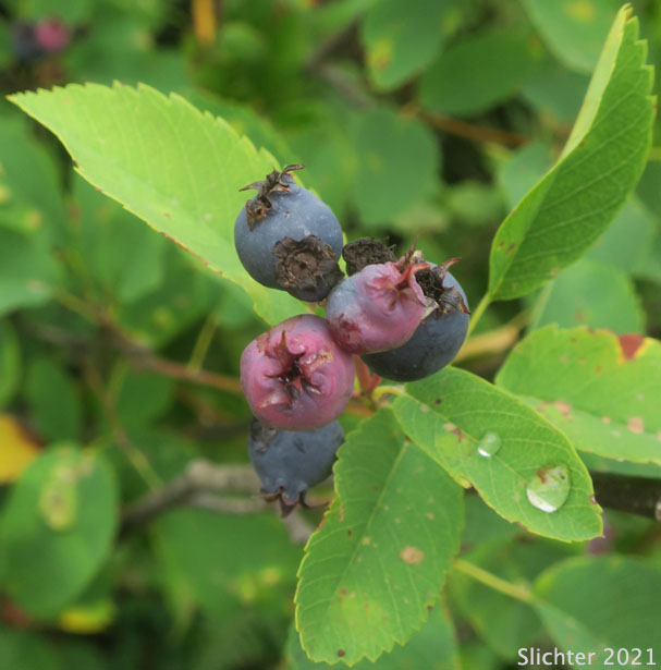 Western Serviceberry, Pacific Serviceberry, Saskatoon: Amelanchier alnifolia var. semiintegrifolia (Synonyms: Amelanchier alnifolia ssp. florida, Amelanchier alnifolia var. florida, Amelanchier canadensis var. semiintegrifolia, Amelanchier ephemerotricha, Amelanchier ephemerotricha var. silvicola, Amelanchier florida, Amelanchier florida f. tomentosa, Amelanchier florida var. parvifolia, Amelanchier gormani, Amelanchier ovalis var. semiintegrifolia, Amelanchier oxyodon, Amelanchier parvifolia, Amelanchier vestita)