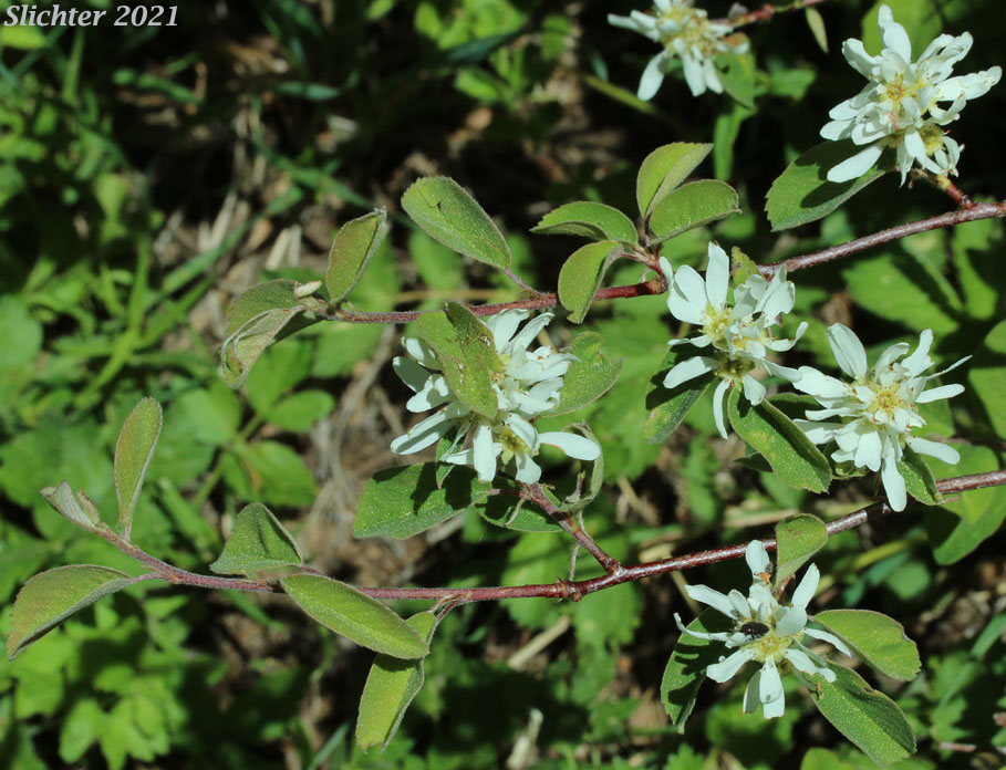 Western Serviceberry, Pacific Serviceberry, Saskatoon: Amelanchier alnifolia var. semiintegrifolia (Synonyms: Amelanchier alnifolia ssp. florida, Amelanchier alnifolia var. florida, Amelanchier canadensis var. semiintegrifolia, Amelanchier ephemerotricha, Amelanchier ephemerotricha var. silvicola, Amelanchier florida, Amelanchier florida f. tomentosa, Amelanchier florida var. parvifolia, Amelanchier gormani, Amelanchier ovalis var. semiintegrifolia, Amelanchier oxyodon, Amelanchier parvifolia, Amelanchier vestita)