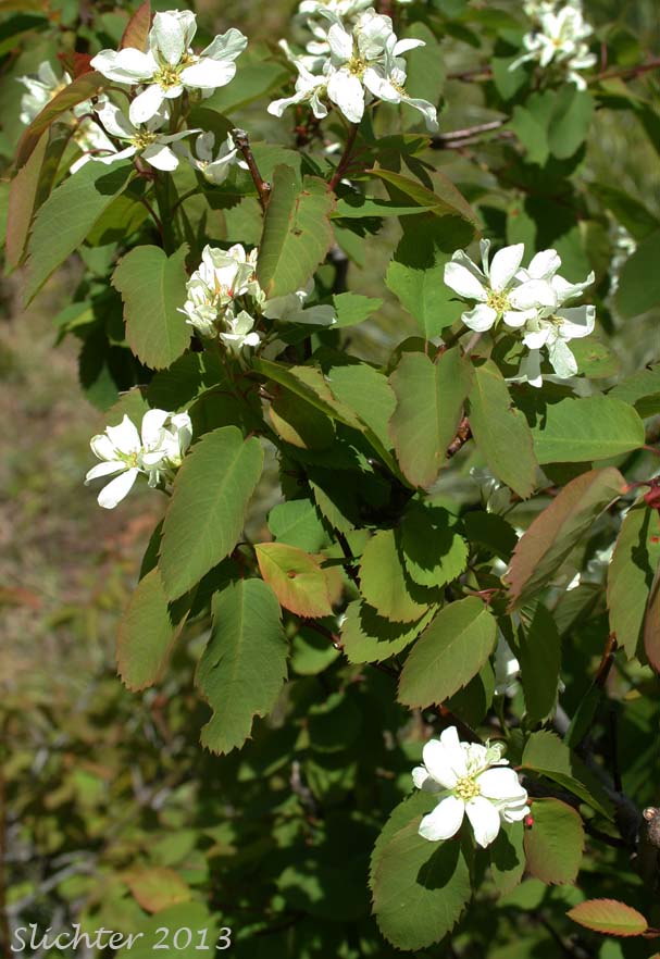 Western Serviceberry, Pacific Serviceberry, Saskatoon: Amelanchier alnifolia var. semiintegrifolia (Synonyms: Amelanchier alnifolia ssp. florida, Amelanchier alnifolia var. florida, Amelanchier canadensis var. semiintegrifolia, Amelanchier ephemerotricha, Amelanchier ephemerotricha var. silvicola, Amelanchier florida, Amelanchier florida f. tomentosa, Amelanchier florida var. parvifolia, Amelanchier gormani, Amelanchier ovalis var. semiintegrifolia, Amelanchier oxyodon, Amelanchier parvifolia, Amelanchier vestita)