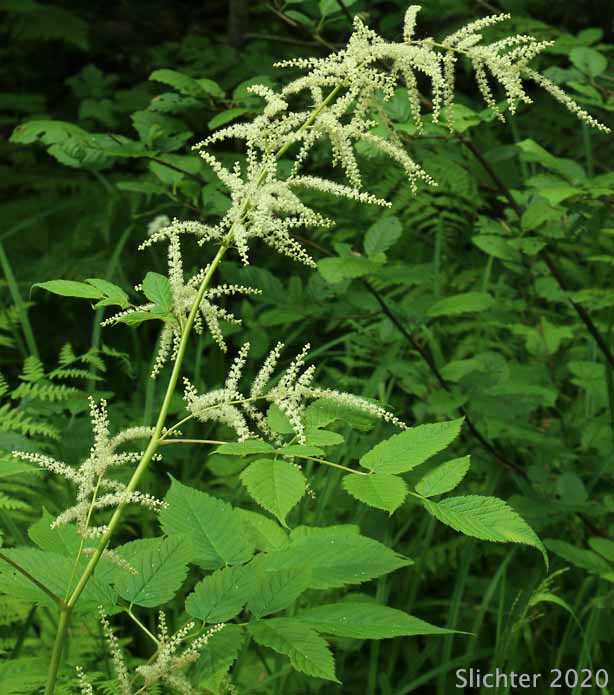 Bride's Feathers, Goatsbeard: Aruncus dioicus var. acuminatus (Synonym: Aruncus sylvester)