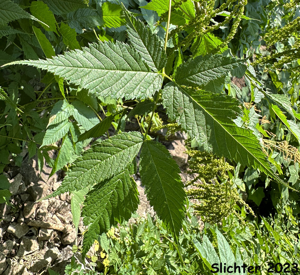Leaf of Bride's Feathers, Goatsbeard: Aruncus dioicus var. acuminatus (Synonym: Aruncus sylvester)