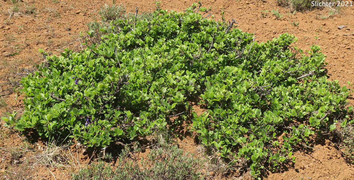 Klamath Mountain Mahogany, Plume Tree: Cercocarpus betuloides var. macrourus