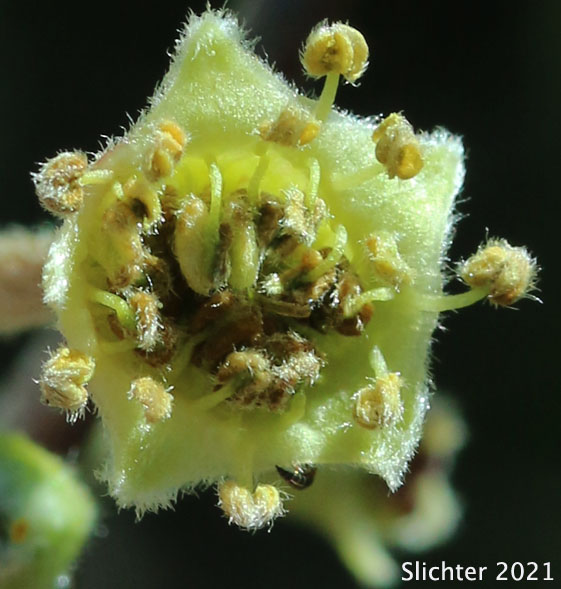 Klamath Mountain Mahogany, Plume Tree: Cercocarpus betuloides var. macrourus