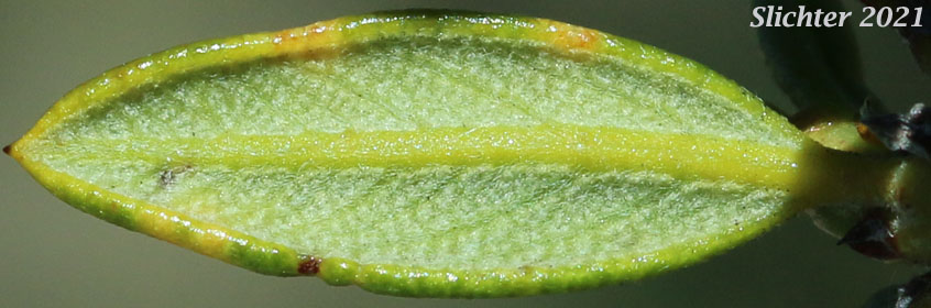 Curlleaf Mountain Mahogany, Curl-leaf Mountain Mahogany, Curl-leaf Mountain-mahogany: Cercocarpus ledifolius var. intermontanus