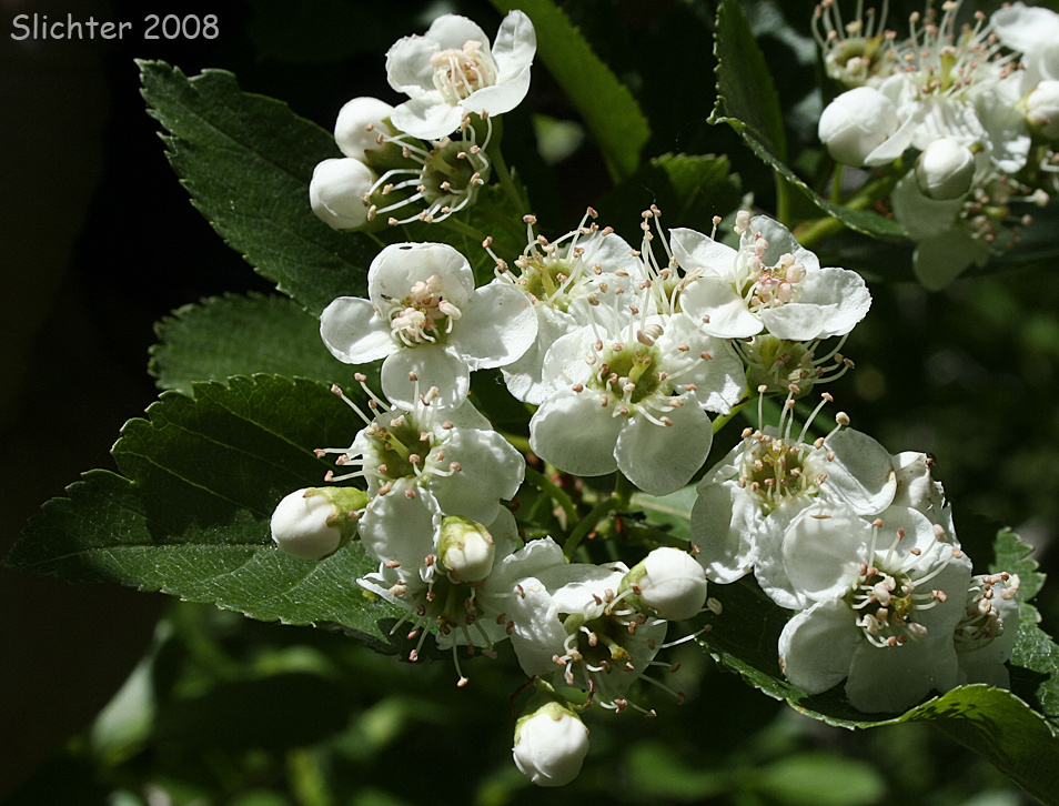 Huckleberry Hawthorn, Suksdorf's Hawthorn: Crataegus gaylussacia (Synonyms: Crataegus douglasii var. suksdorfii, Crataegus suksdorfii)