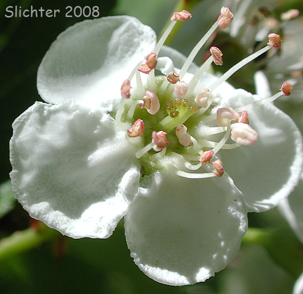Flower of Huckleberry Hawthorn, Suksdorf's Hawthorn: Crataegus gaylussacia (Synonyms: Crataegus douglasii var. suksdorfii, Crataegus suksdorfii)